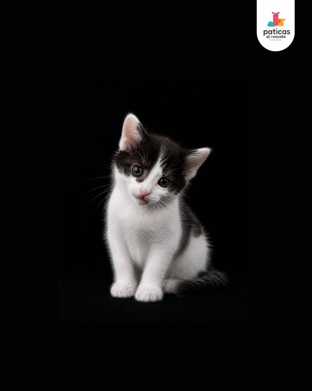 ADOPTA A GRECIA_4