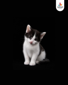 ADOPTA A GRECIA_4