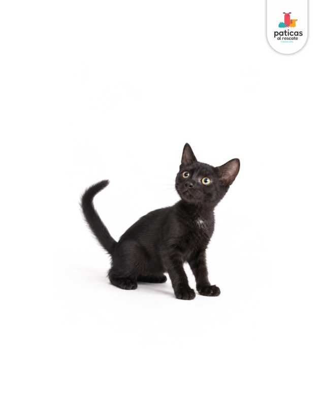 ADOPTA A SALEM_3