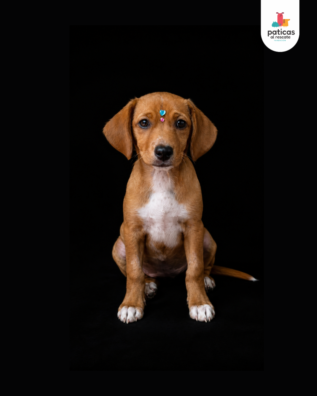 ADOPTA A AREPITA_3
