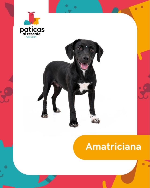 ADOPTA A AMATRICIANA_1