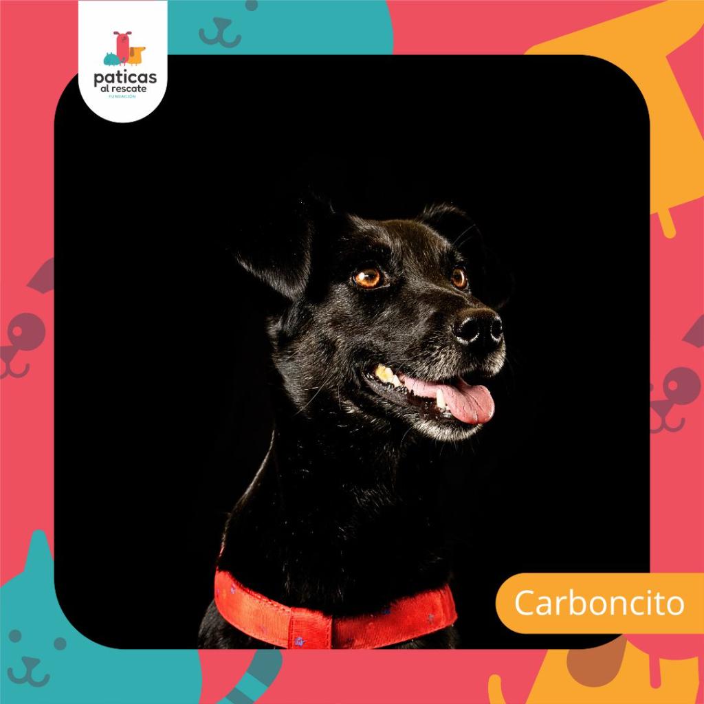 Adopta a Carboncito_1