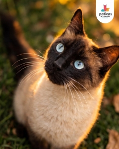 Adopta a Talita_5