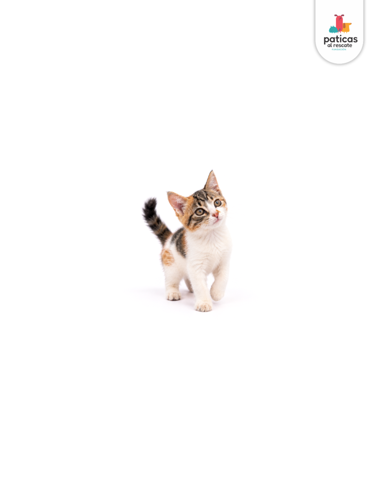 ADOPTA A CRISTAL_6