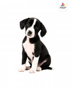 ADOPTA A POMODORO_3