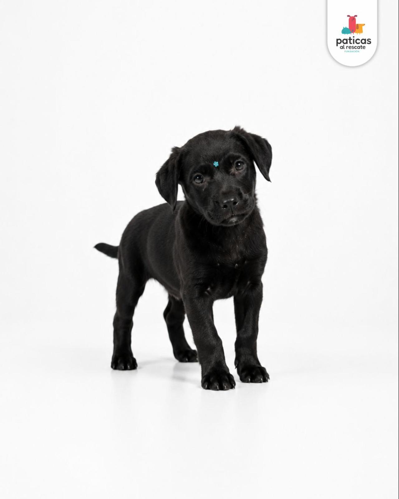 ADOPTA A ANTONIA_5