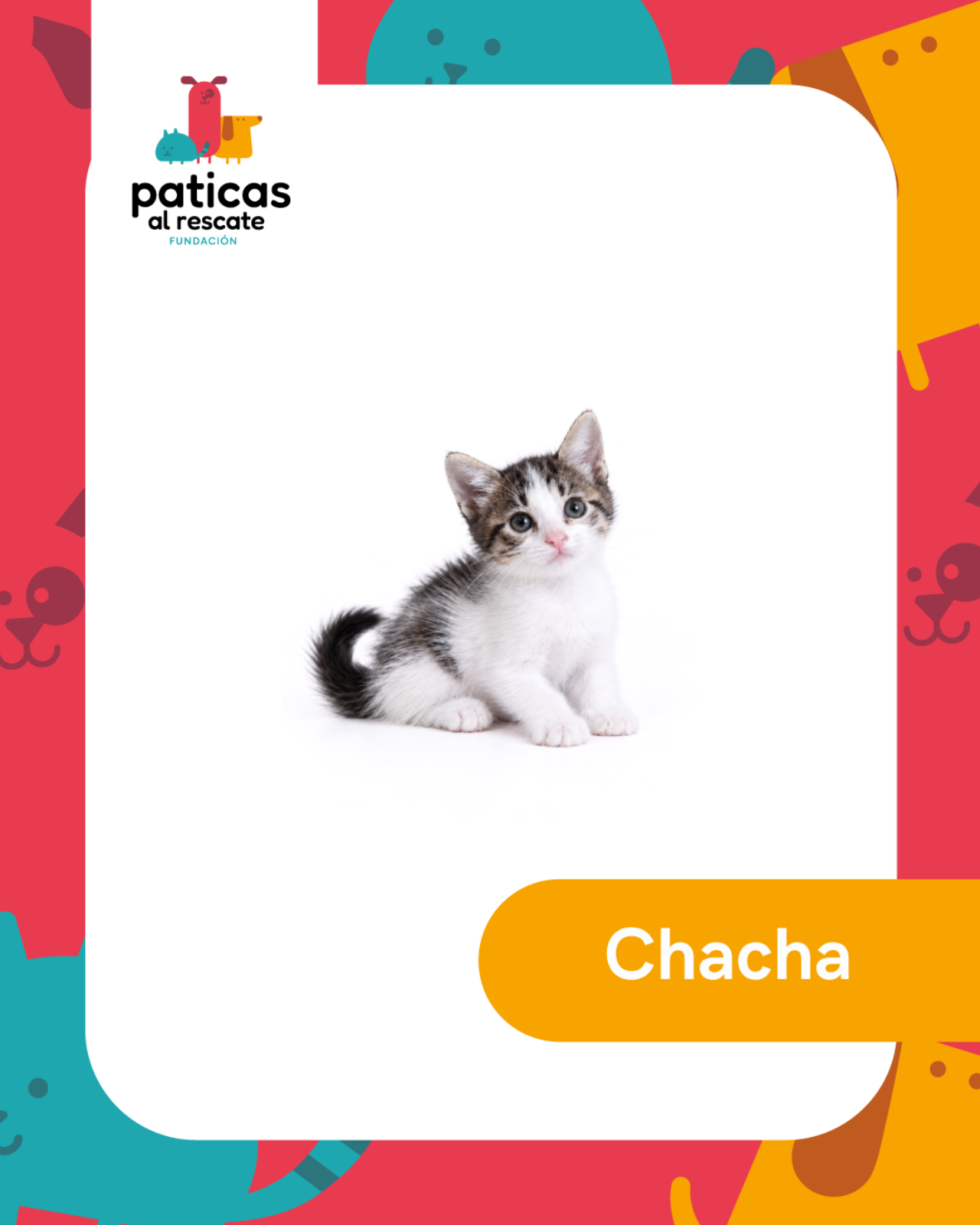 ADOPTA A CHACHA_1