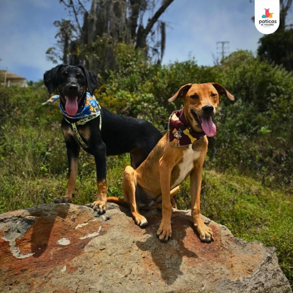 Adopta a Martina & Oliver_6