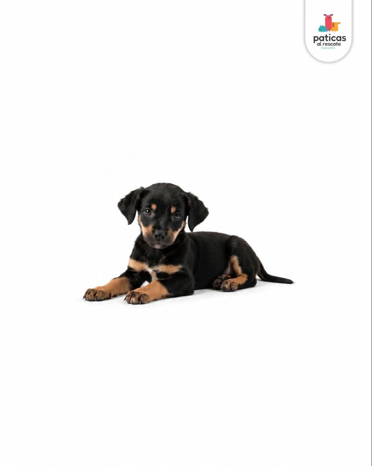 ADOPTA A ELMO_5
