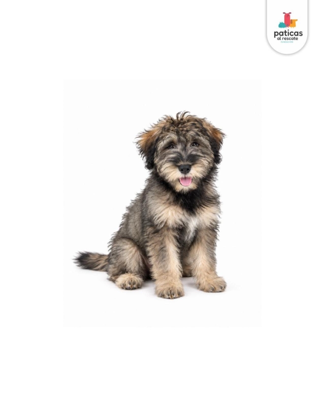 ADOPTA A MOTITA_2