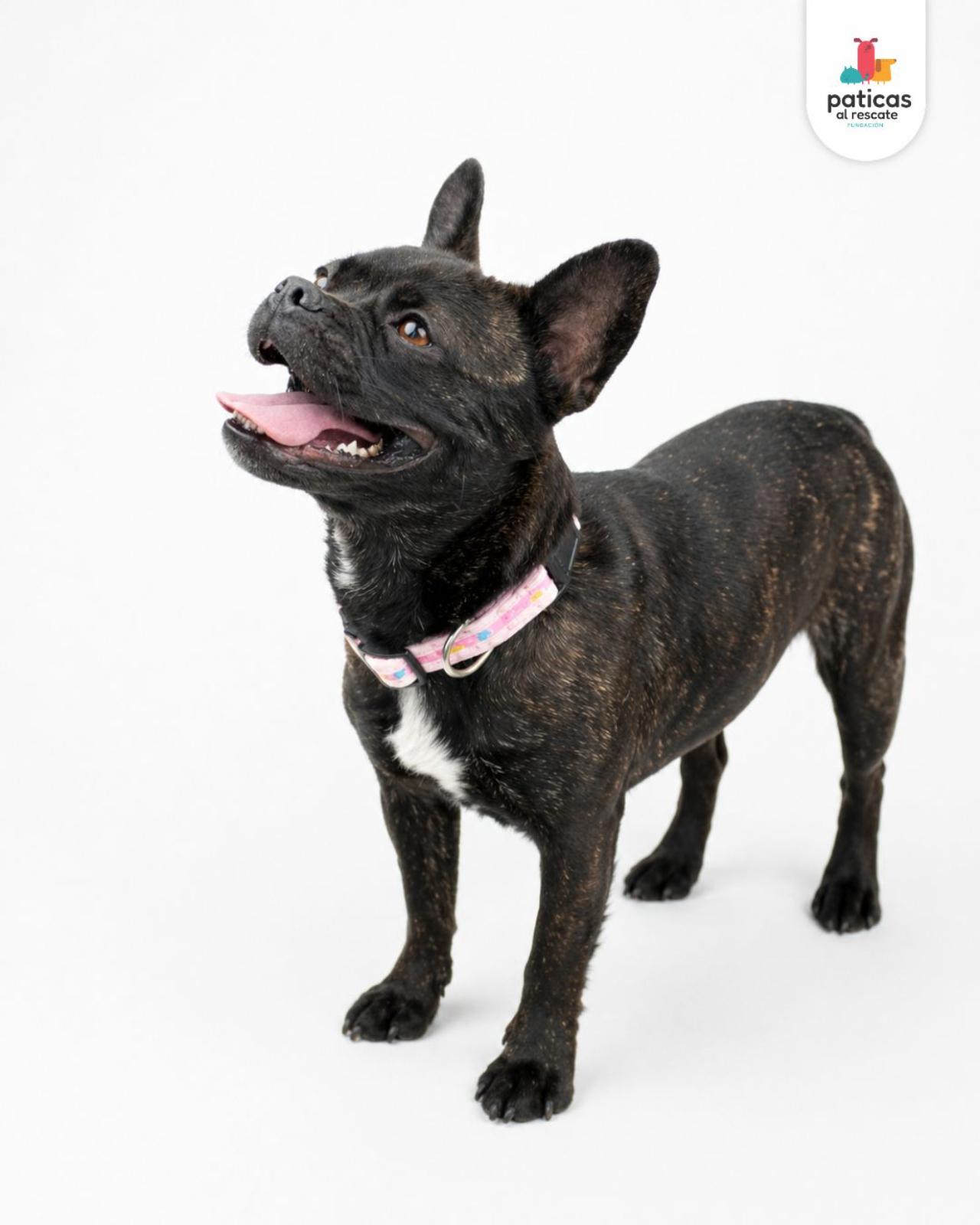 ADOPTA A LILA_6