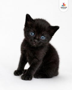 ADOPTA A AZUL_2