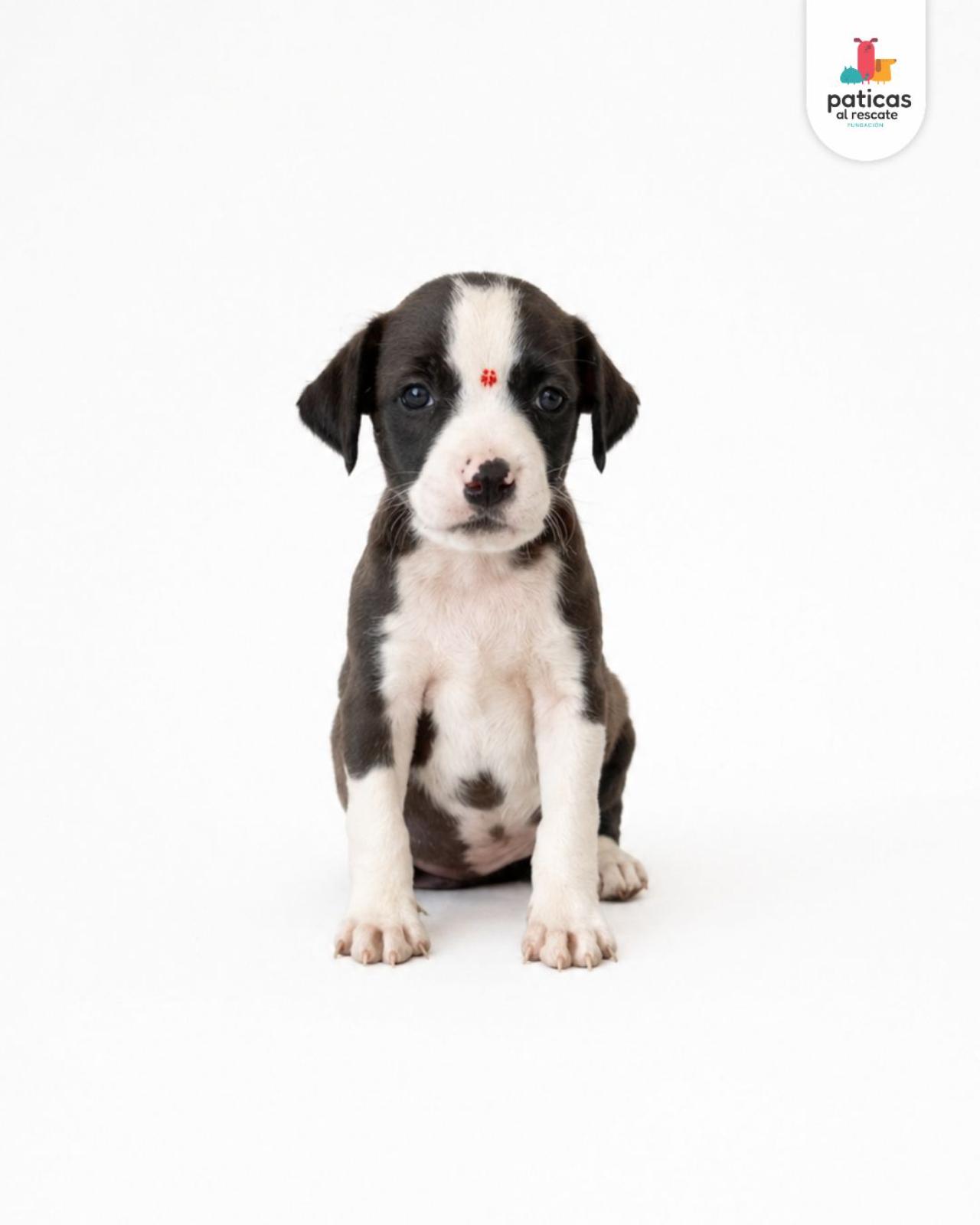 ADOPTA A BOLOÑESA_4