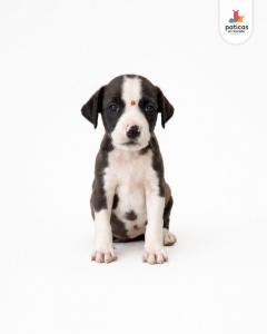 ADOPTA A BOLOÑESA_4