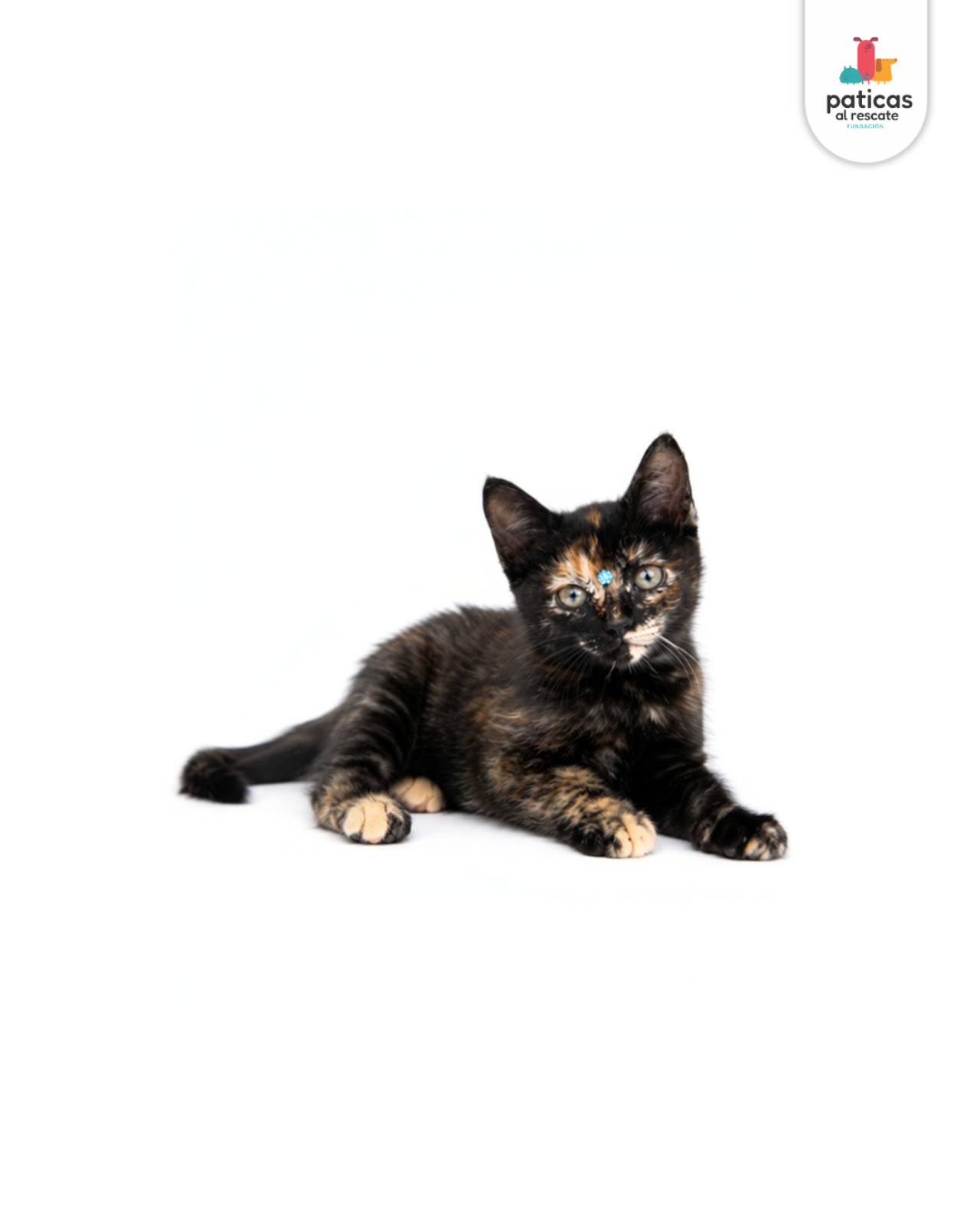 ADOPTA A MISSY_4