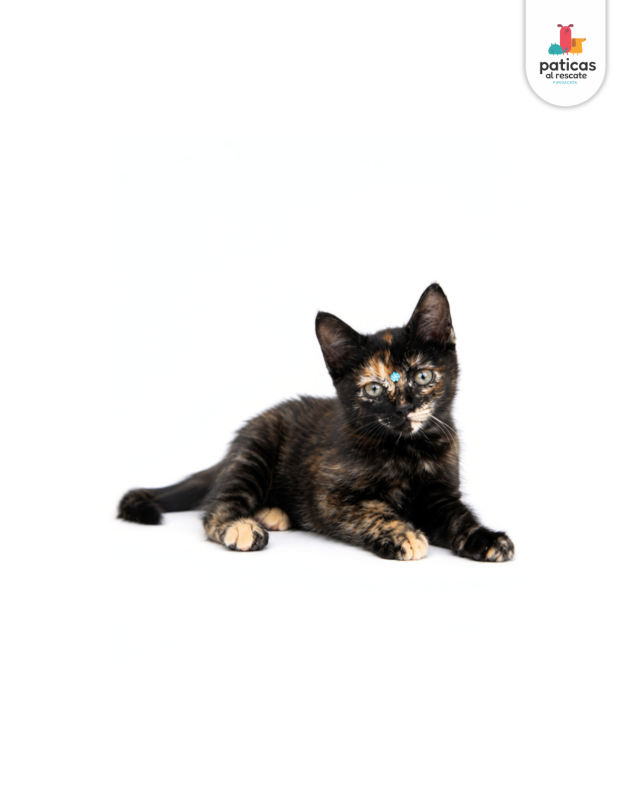 ADOPTA A MISSY_4