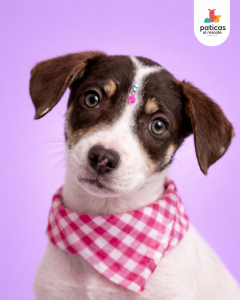 ADOPTA A MANZANILLA_6