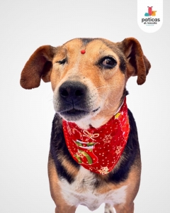 ADOPTA A DALILA_6