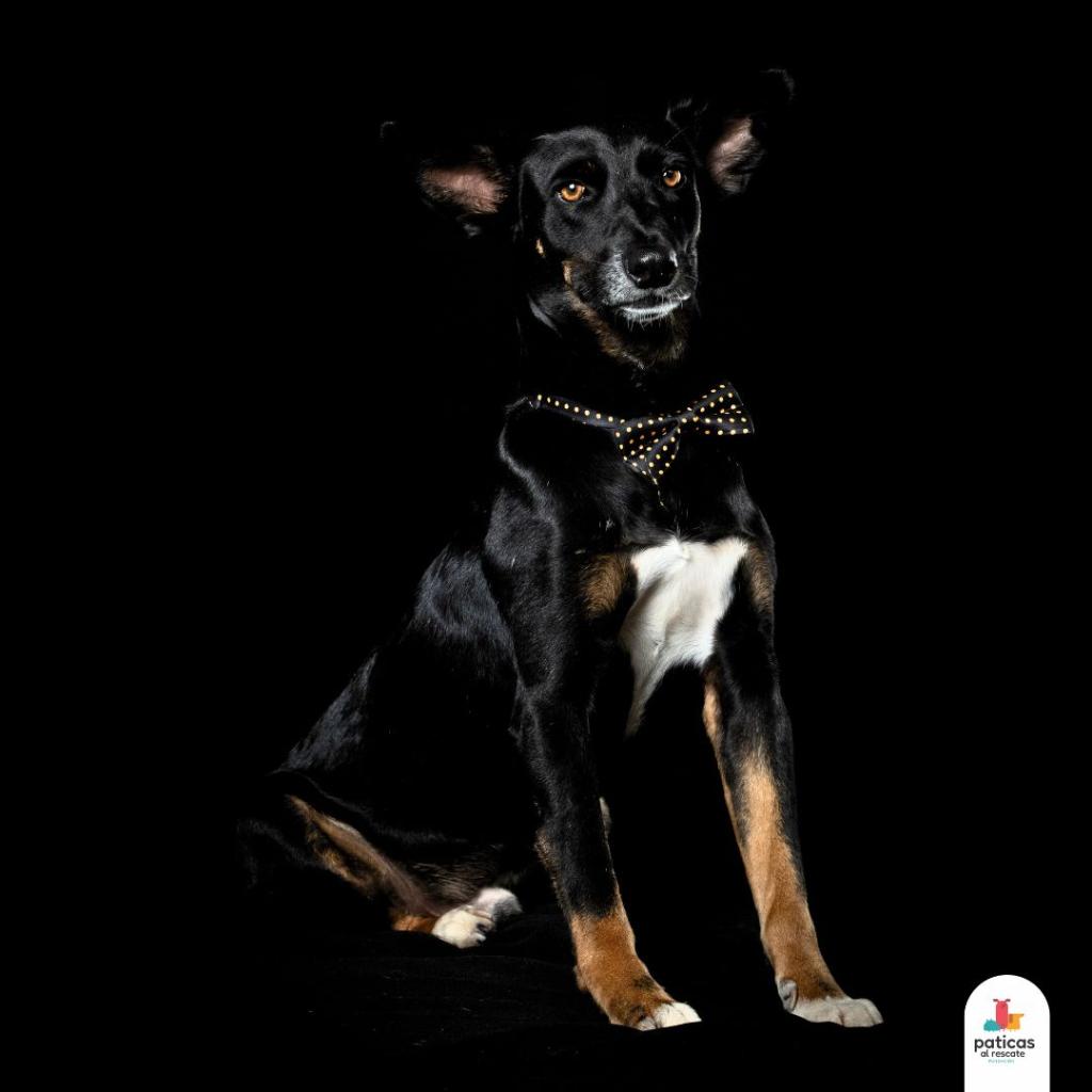 ADOPTA A RANDY_8