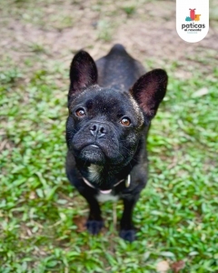 Adopta a Lila_2