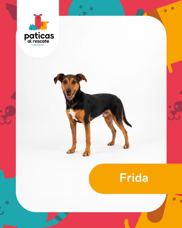 ADOPTA A FRIDA_1