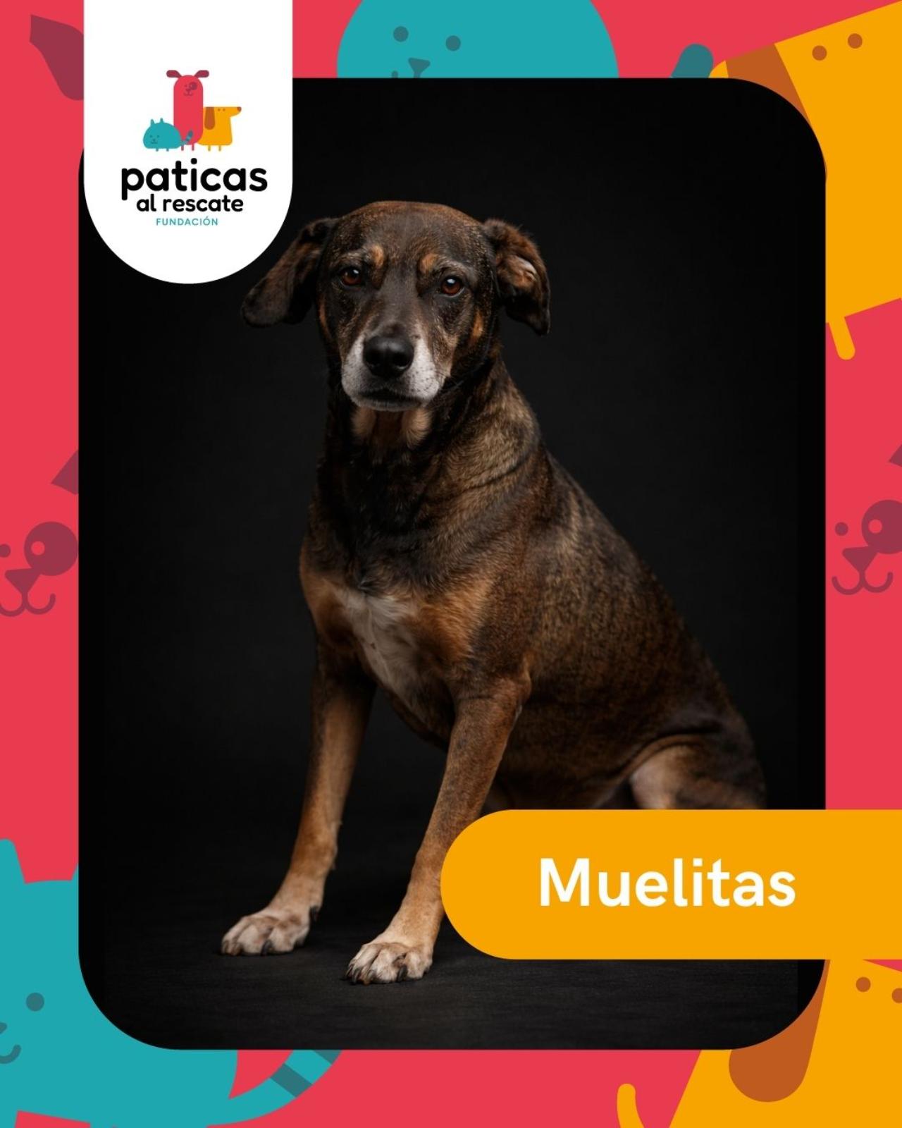 ADOPTA A MUELITAS - Paticas al Rescate