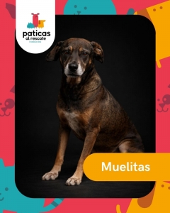 ADOPTA A MUELITAS_1