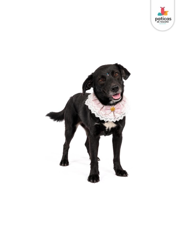ADOPTA A TOMASITA _4
