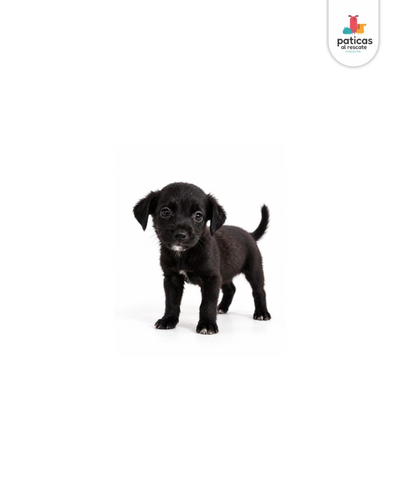 ADOPTA A ASHA_3