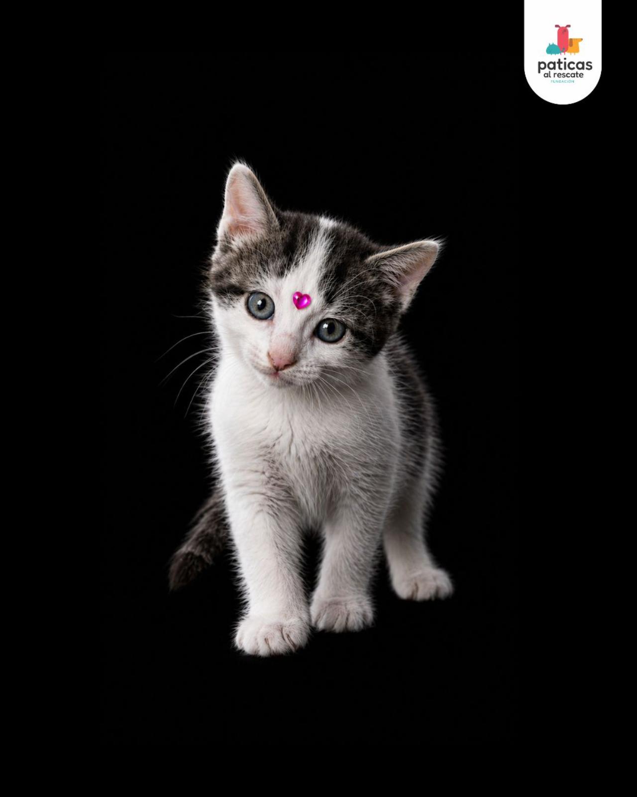 ADOPTA A PARÍS_3