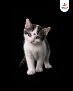 ADOPTA A PARÍS_3
