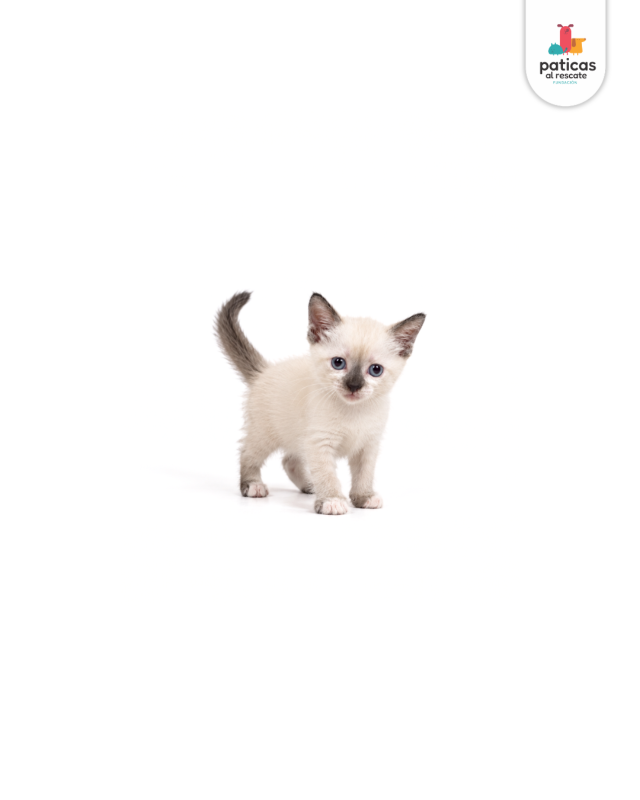 ADOPTA A KITTY_3