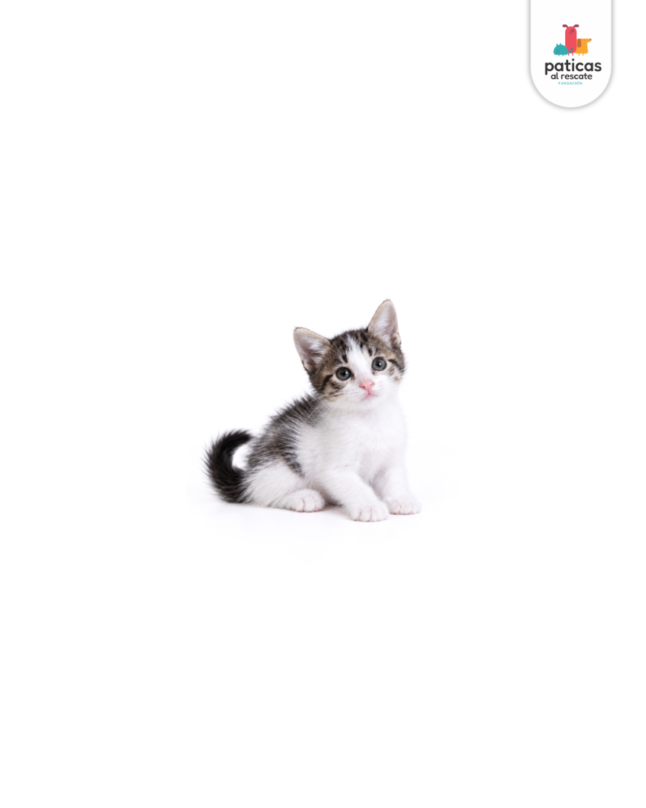 ADOPTA A CHACHA_5