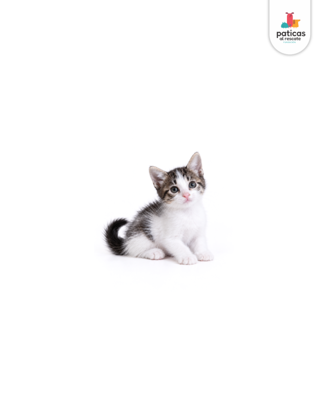 ADOPTA A CHACHA_5