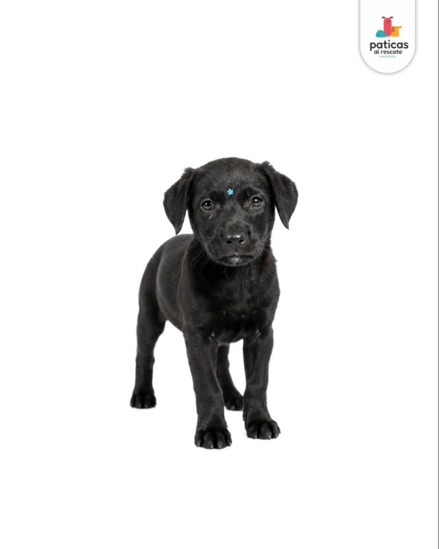 ADOPTA A ANTONIA_2