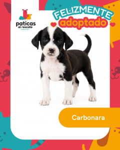 ADOPTA A CARBONARA_11