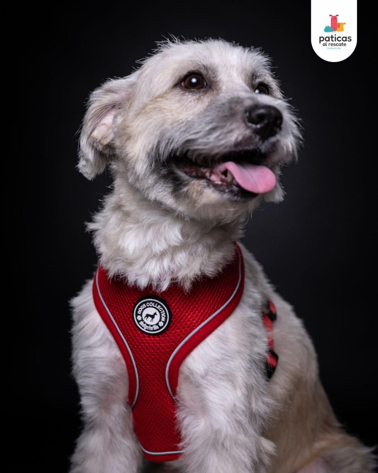 ADOPTA A BRUMA_2