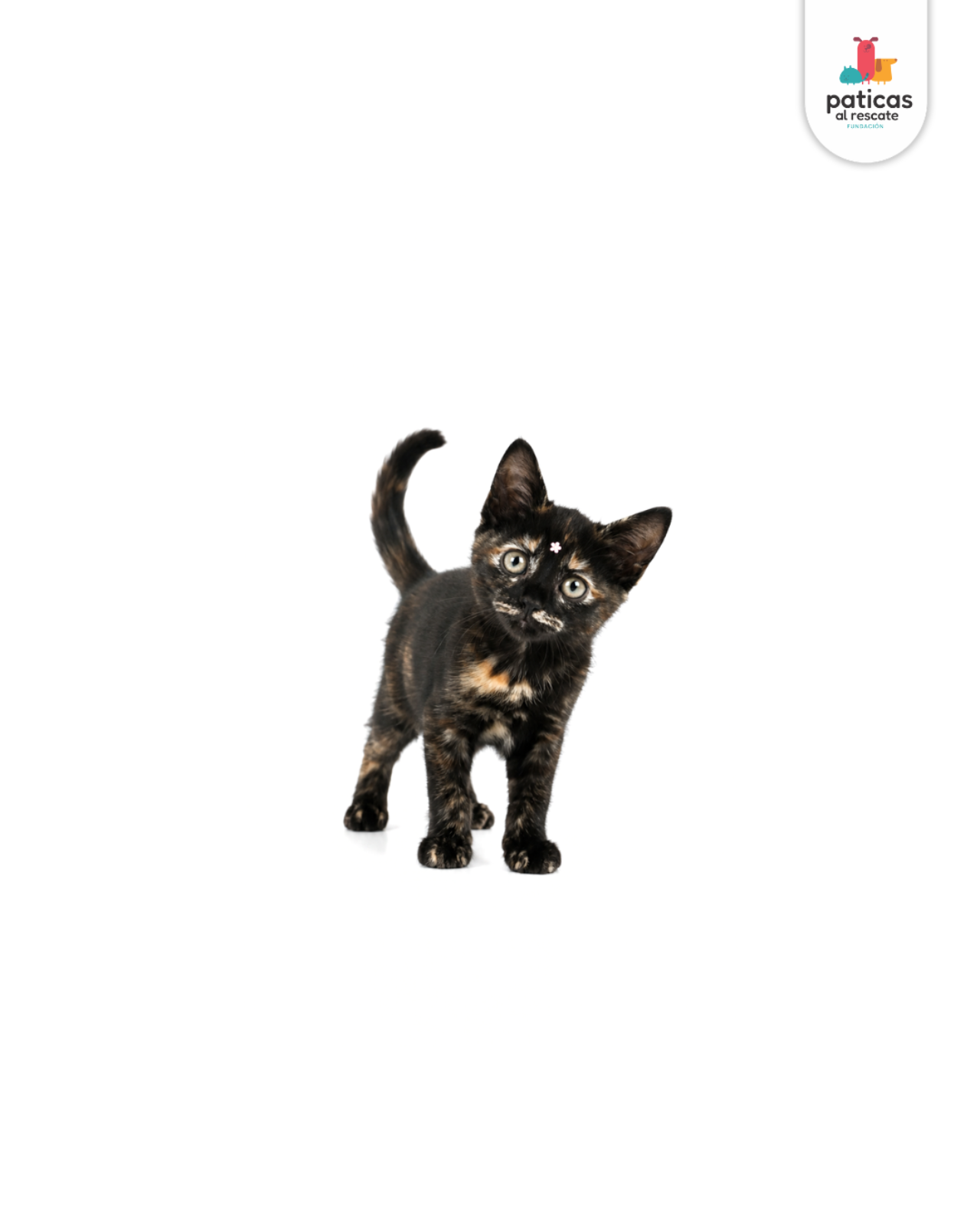 ADOPTA A PRIMAVERA_2