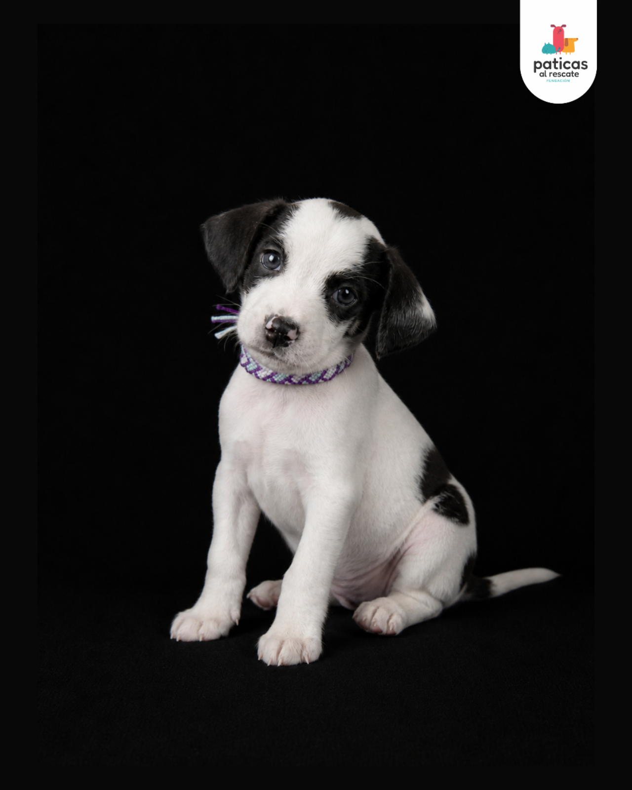 ADOPTA A ALFREDO_3