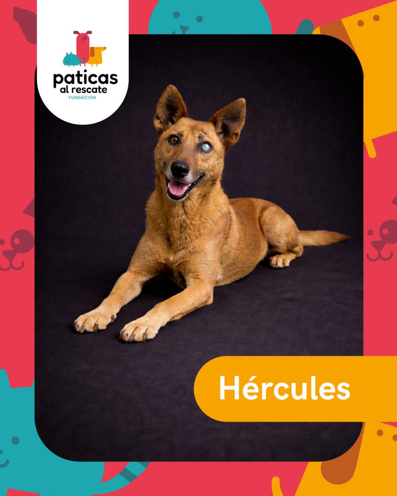 ADOPTA A HÉRCULES - Paticas al Rescate