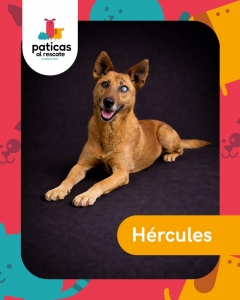 ADOPTA A HÉRCULES_1