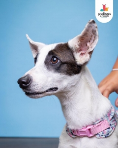 ADOPTA A VALYRIA_3