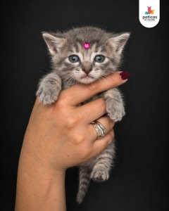 ADOPTA A CIELO_4