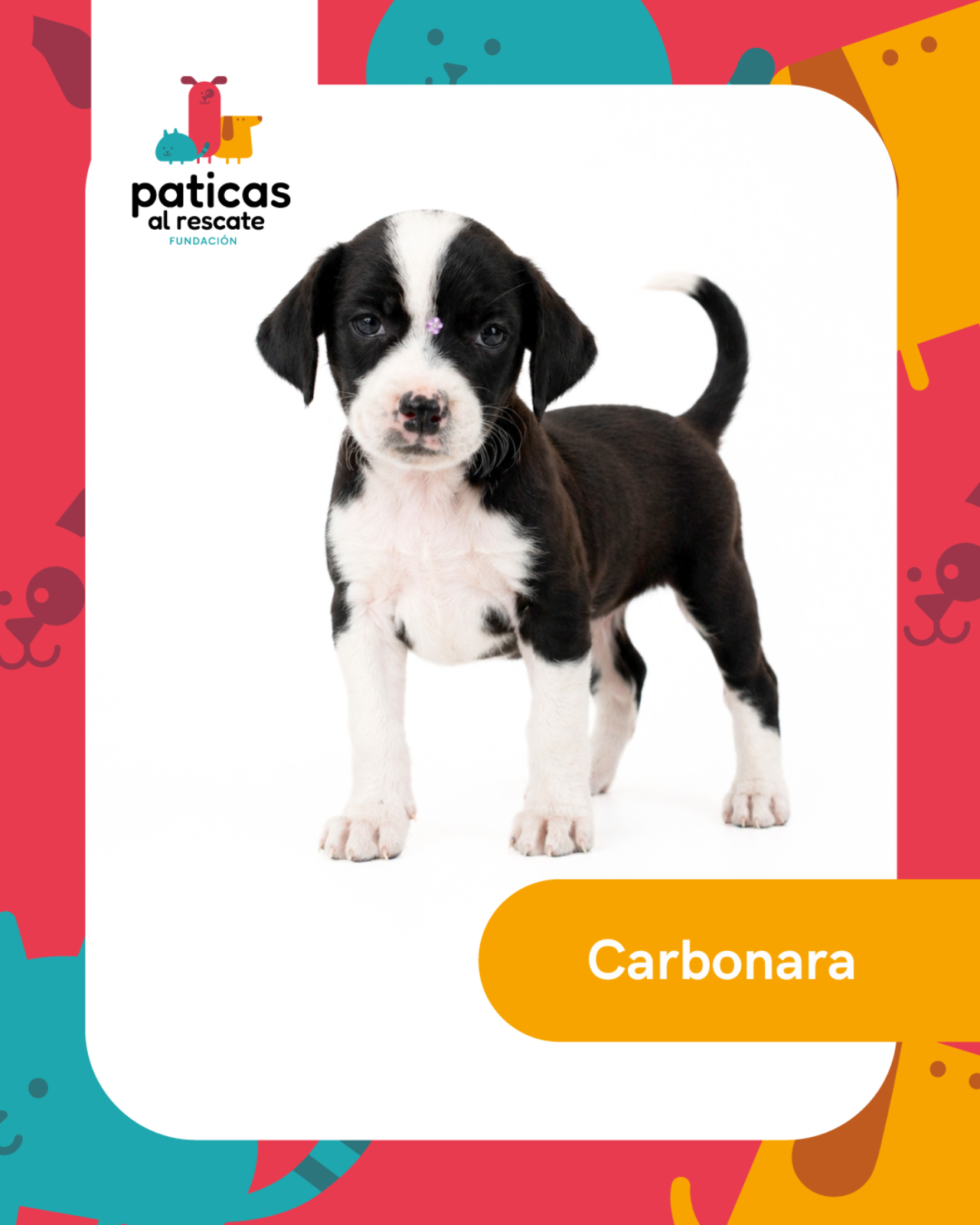 ADOPTA A CARBONARA_1