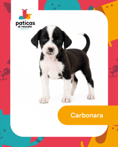 ADOPTA A CARBONARA_1