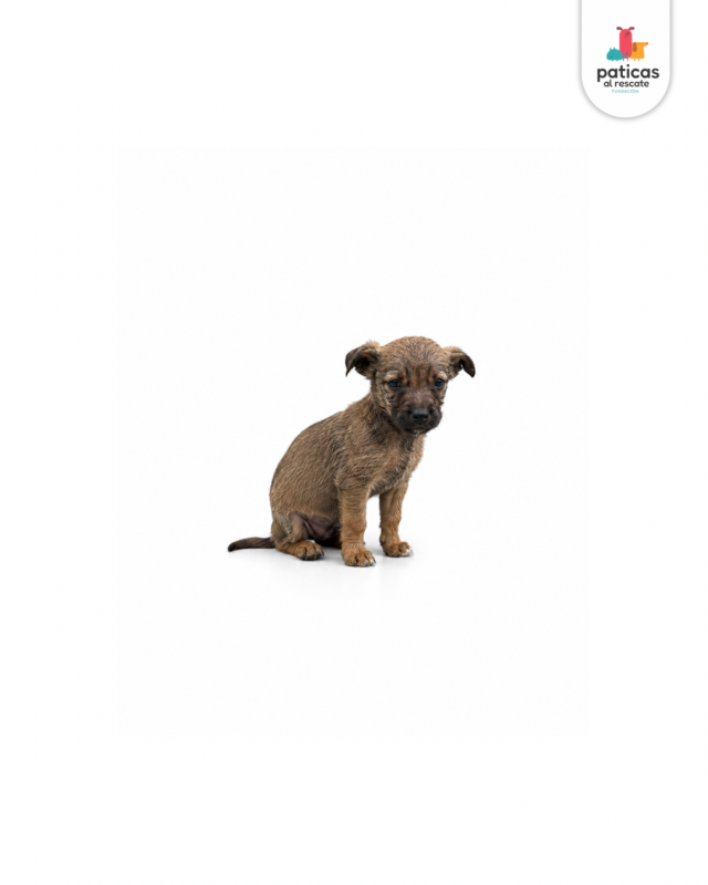 ADOPTA A CEDRITO_4