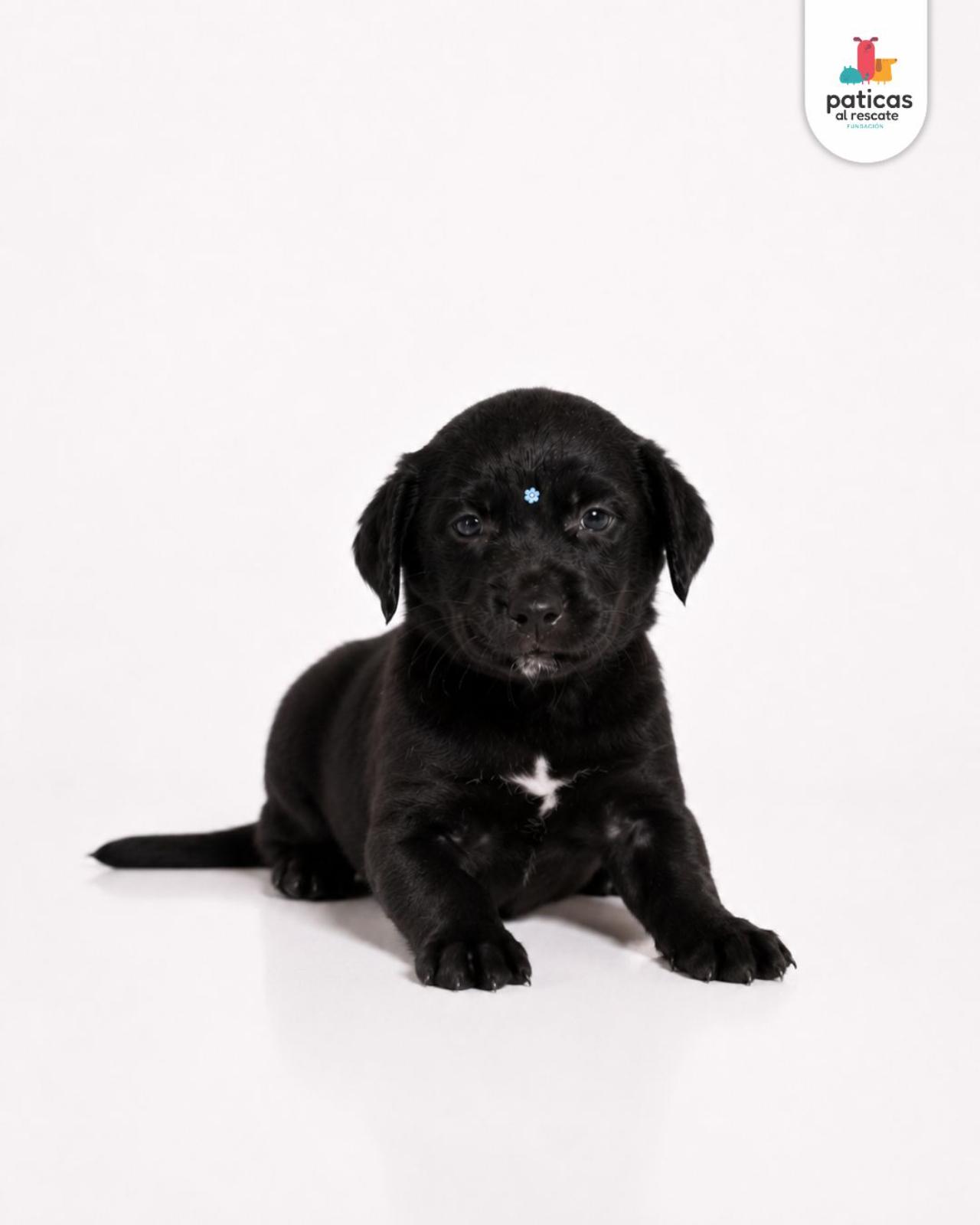 ADOPTA A LULA_3