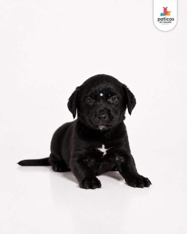 ADOPTA A LULA_3