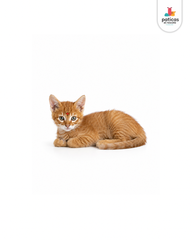 ADOPTA A ANASTASIA_4