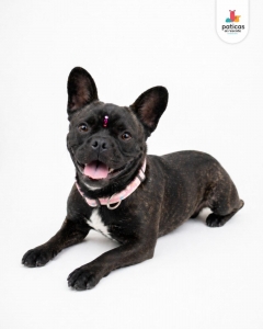ADOPTA A LILA_4